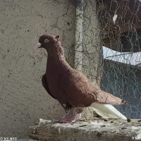 کفتر سرخ دمسفید نر معاوضه