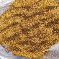 بذر یونجه
