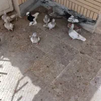 سوسنی دم سفید