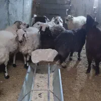 فروش گوسفند|حیوانات مزرعه|مهریز, |دیوار