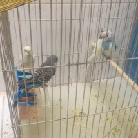 جوجه مرغ عشق همه با هم