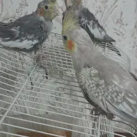 جوجه عروس هلندی|پرنده|شاندیز, |دیوار