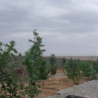 زمین هکتاری و قطعه ای،روبروی روستای نوچاه|فروش زمین و ملک کلنگی|مشهد, بهمن|دیوار