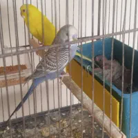 مرغ عشق با ۵عدد جوجه.