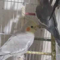 عروس هلندی|پرنده|شیراز, فضل‌آباد|دیوار