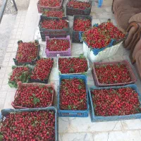 آلبالوگیلاسی اعلا