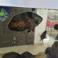 اسکار سلطنتی|ماهی|مشهد, امیریه|دیوار