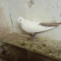 کبوتر چتن مشکی