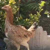 خروس اصیل لاری|حیوانات مزرعه|مشهد, امیرآباد|دیوار