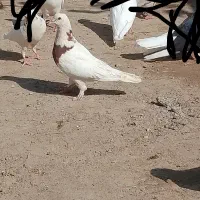 پاکستانی|پرنده|کلاتان, |دیوار