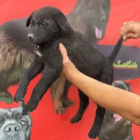 واگذاری رایگان توله سگ های سرابی اصیل