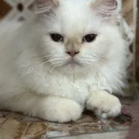 گربه پرشین سفید|گربه|بندر کنگان, |دیوار