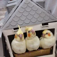 عروس هلندی لوتینو مولد