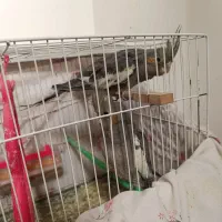 عروس هلندی|پرنده|چناران, |دیوار