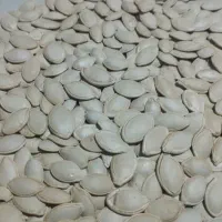 تخمه کدو 20تن