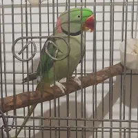 شاه طوطی