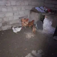 مرغ سرحال|حیوانات مزرعه|انزل, |دیوار