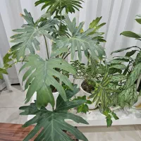 گل طبیعی|گل و گیاه طبیعی|شهریار, شهرک شاهد|دیوار