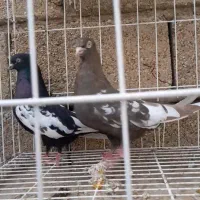 سه جفت سینه ایی