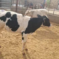 گوساله قطع شیر|حیوانات مزرعه|شال, |دیوار