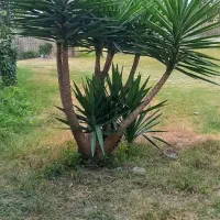 فروش گل یوگا