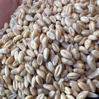 کنسانتره مش وپلیت شیری و پرواری سبوس جو دزت|عمده‌فروشی|گلپایگان, |دیوار