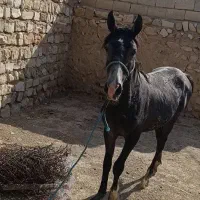 کره اسب فروشی. کرد اصیل|حیوانات مزرعه|گیلان غرب, |دیوار