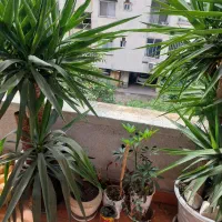 سه عدد گلدان  یوکا سالم