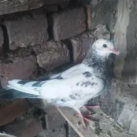 جوجه کبوتر فروشی|پرنده|کاشان, فاز ۲ ناجی آباد|دیوار