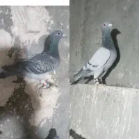 دو جفت آلمانی برای جوجه کشی