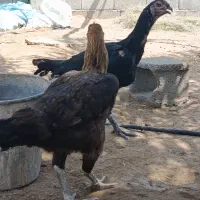 مرغ افغان