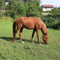 مادیان آبستن