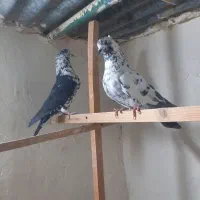 دو جفت کفتر پرشی