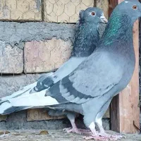 عشقبازان قدیمی|پرنده|کاشان, شهرک صنعتی امیرکبیر ۲|دیوار