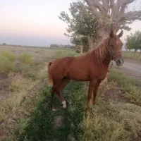 اسب