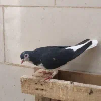 کبوتر کفتر|پرنده|اهواز, کوی مهدیس|دیوار