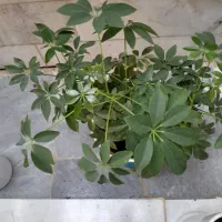 گل طبیعی|گل و گیاه طبیعی|گهواره, |دیوار