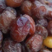 فروش خرمادرجه