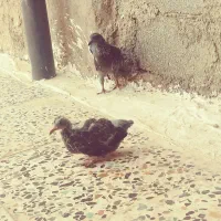 چند عدد کبوتر پرشتی