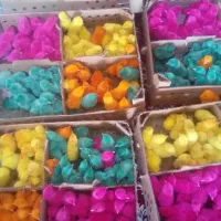 جوجه رنگی وجوجه محلی