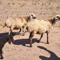 میش فروشی