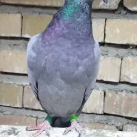 گرفتنی مسافتی|پرنده|مینودشت, |دیوار