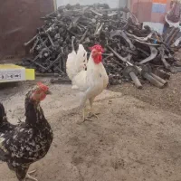 فروش خروس