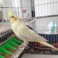 عروس هلندی دوساله