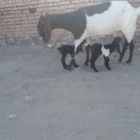 بز پاکستانی|حیوانات مزرعه|تربت جام, کشتارگاه|دیوار