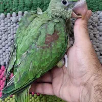 شاه طوطی اسکندر|پرنده|بیرجند, |دیوار