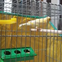 قناری نر درج یک طلایی