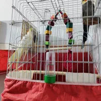 فروشی|پرنده|لالجین, |دیوار