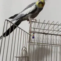 عروس هلندی رام رام