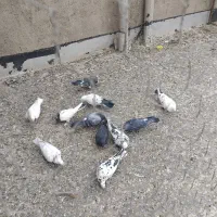 کبوتر|پرنده|سلطانیه, |دیوار